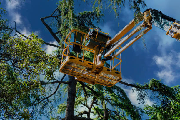 Trusted Northridge, OH Tree Removal and Landscaping Services Experts